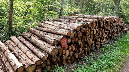 Spanking Her Tits, Ass and Vagina in the Forest