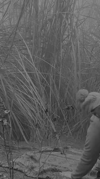 Jungle Sex with Stepaunti in Manali