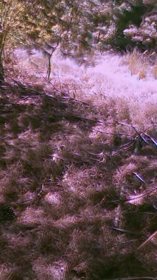 Walking Forest - Video for Fans with Slowmotion