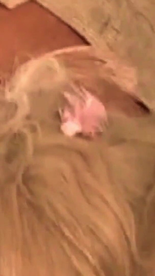 Great Orgy at Court Between Wigs and Hard Cocks