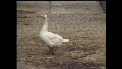 Two Horny Whore Pick up by Four Men so They Can Be Fucked