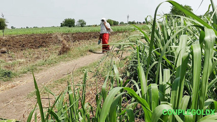 She Was Openly Washing Her Pussy in the Sugarcane Field