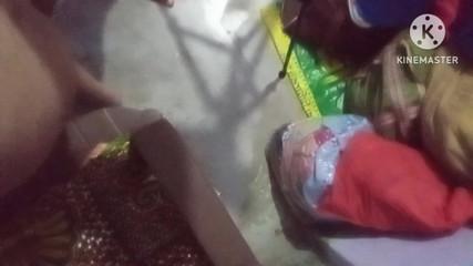 Dogy Style Romantic Desi Stepaunty