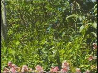 Natural big tits girlfriend gets licked and passionate lesbian sex outdoor