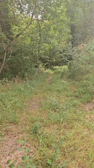 Exhibition in the Woods but Caught Me