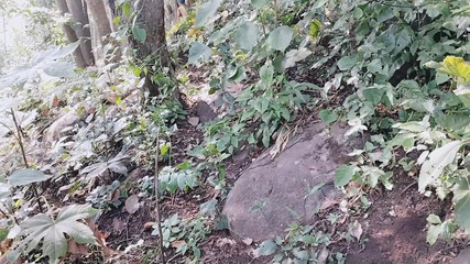 A Girl Talking Dirty Words for Fucking with Her Stranger in Jungle, a Desi Stepaunty Dirty Talking About Sex in Jungle with Her Love